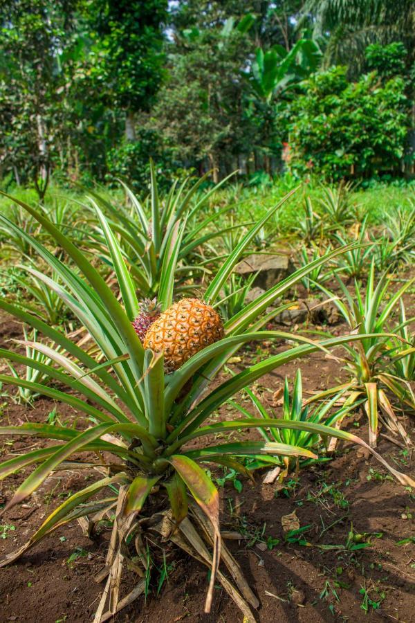 Welfare Agroturismo Milagrosa Buitenkant foto